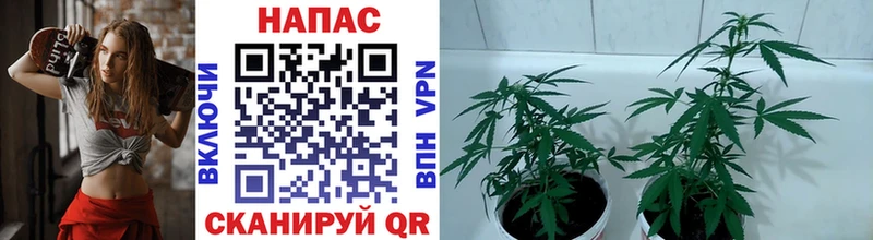 цена   Балей  Шишки марихуана Ganja 
